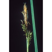 carex montana l.