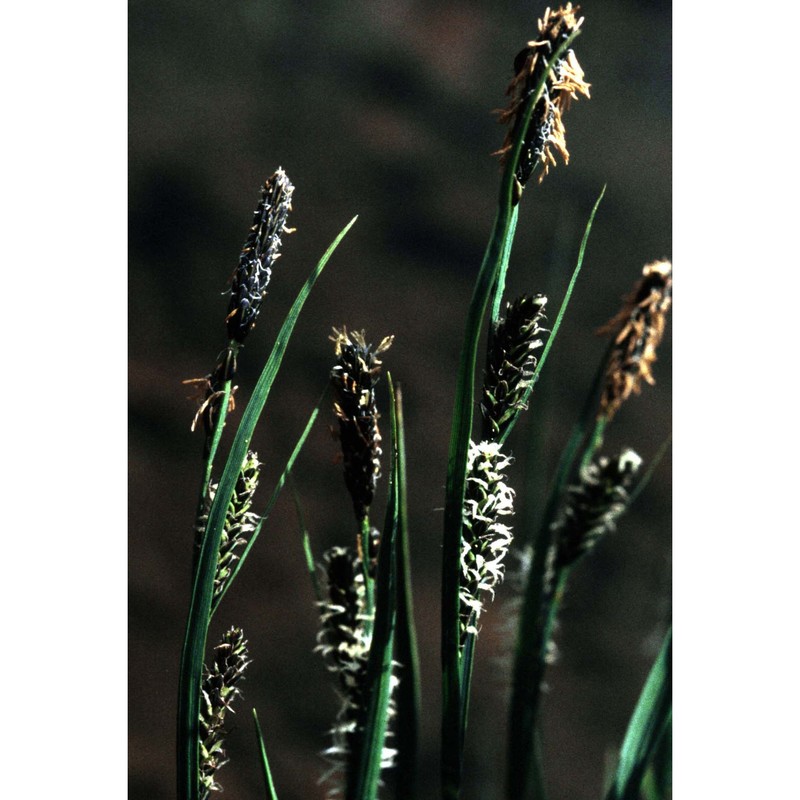 carex nigra (l.) reichard