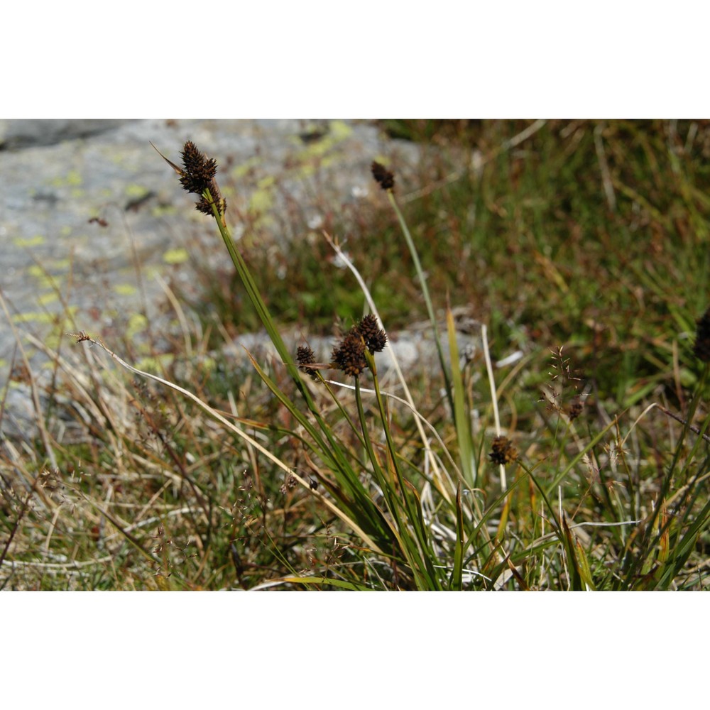 carex norvegica retz.