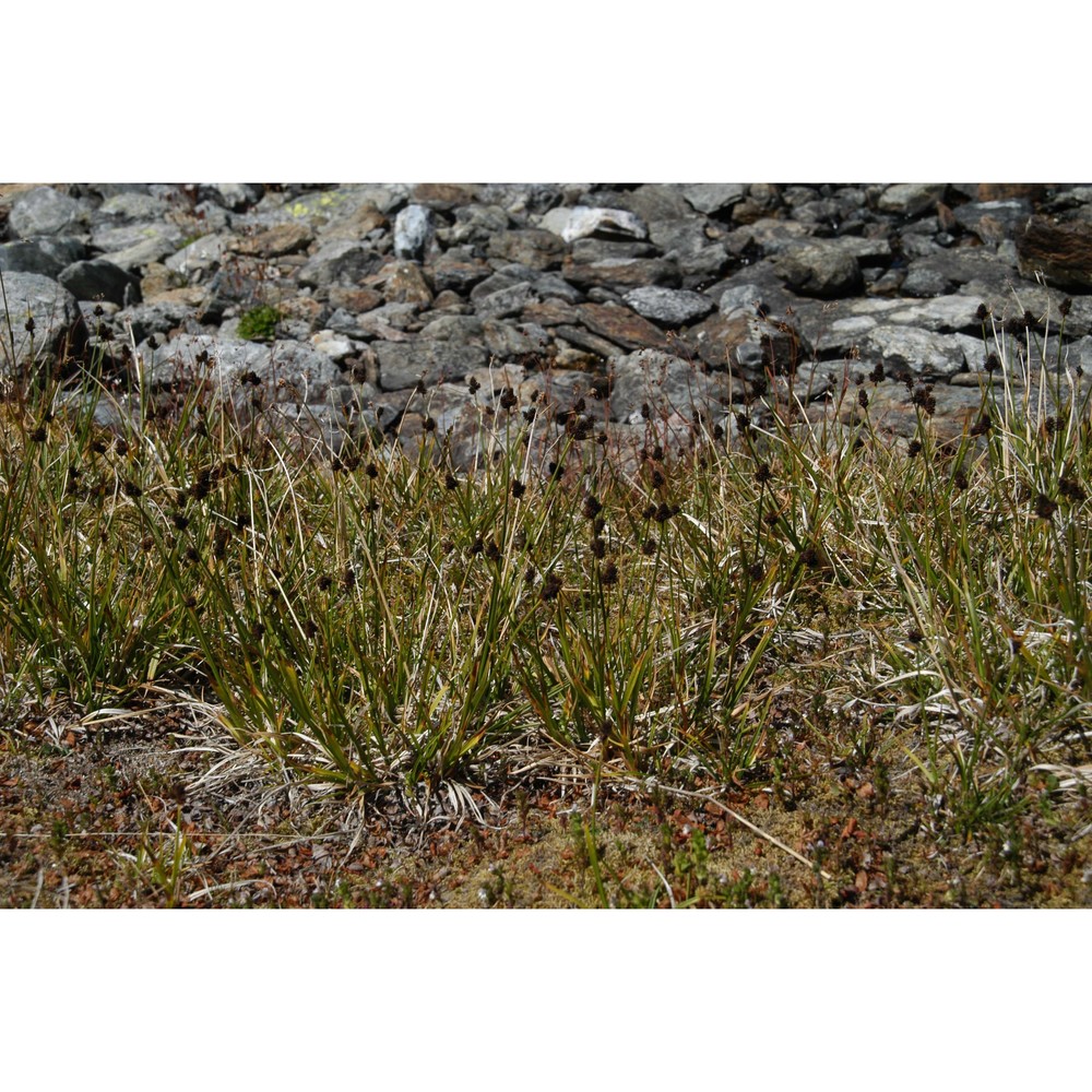 carex norvegica retz.