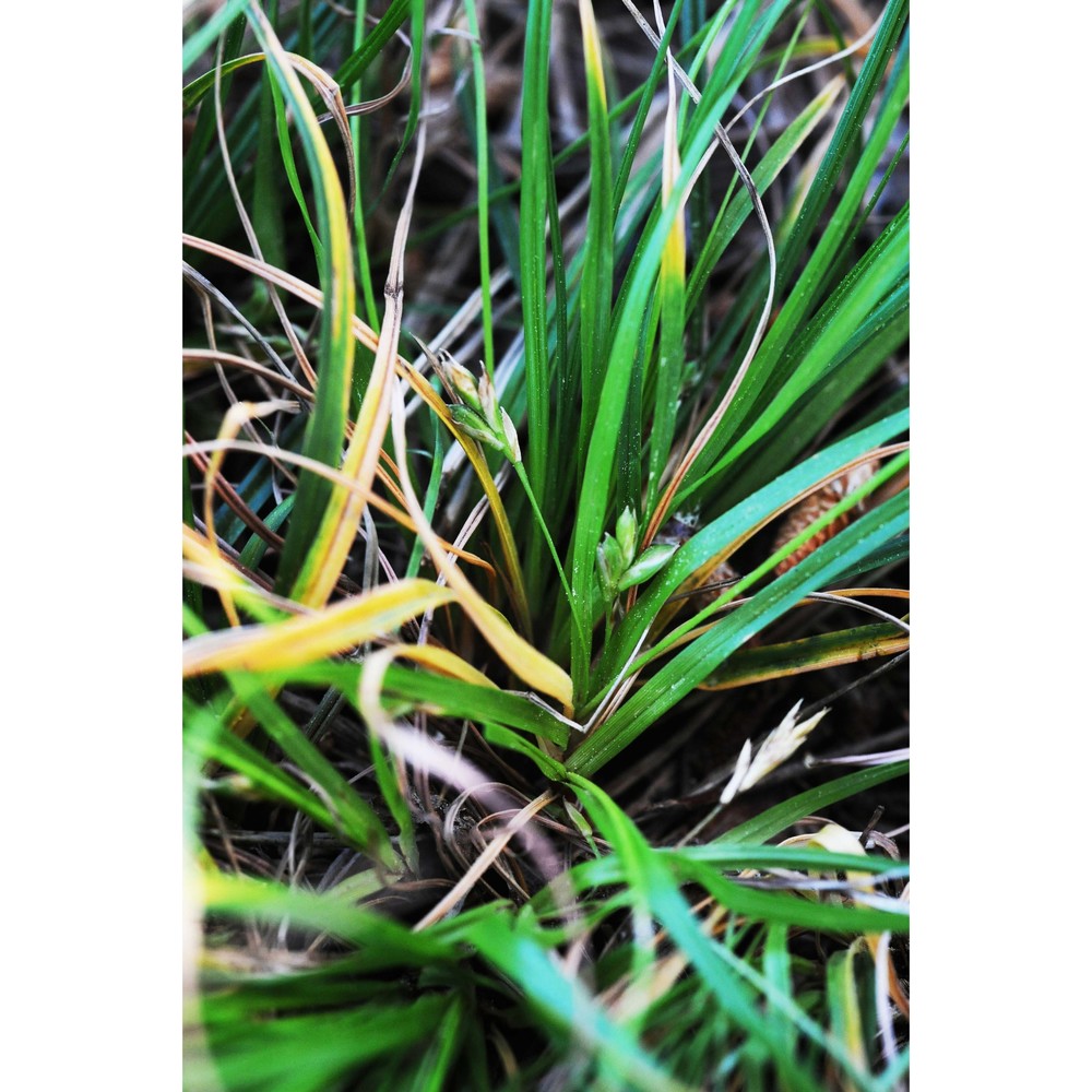 carex oedipostyla duval-jouve