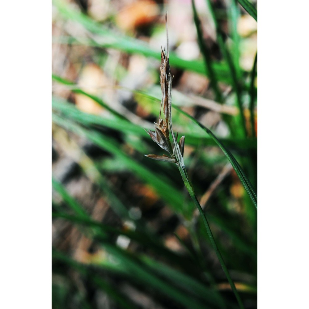 carex oedipostyla duval-jouve