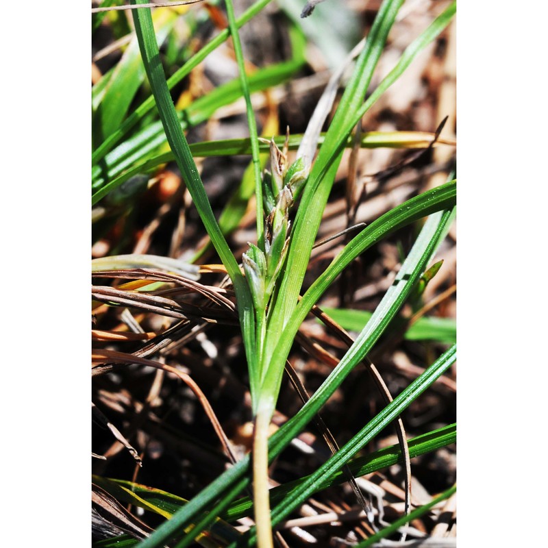 carex oedipostyla duval-jouve