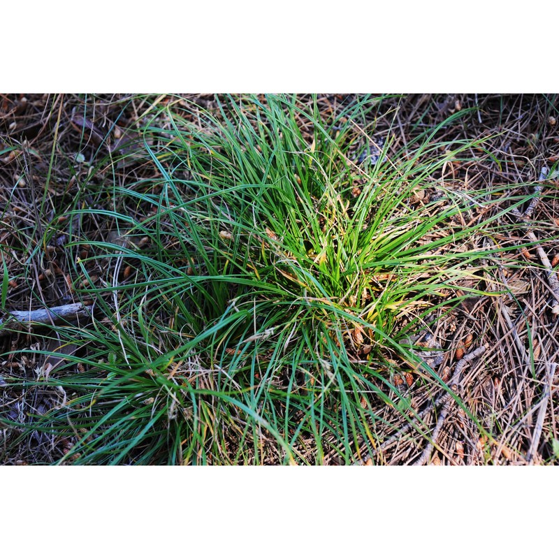 carex oedipostyla duval-jouve