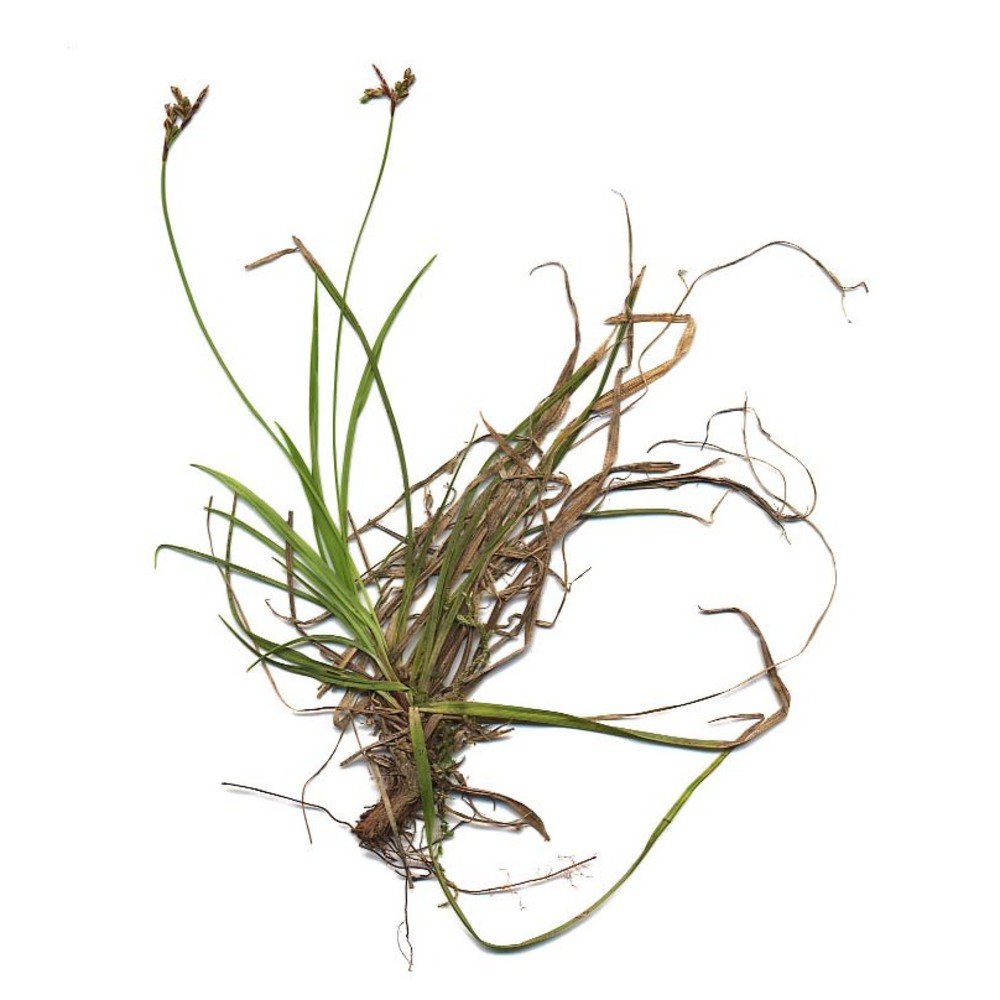 carex ornithopoda willd.