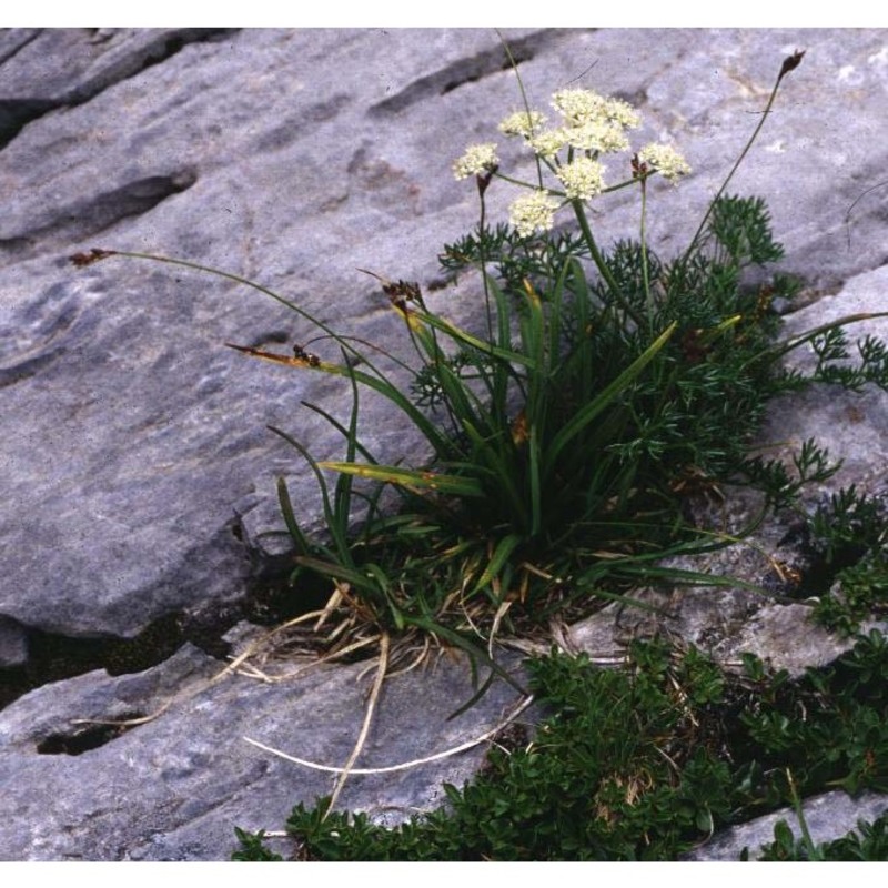 carex ornithopodioides hausm.