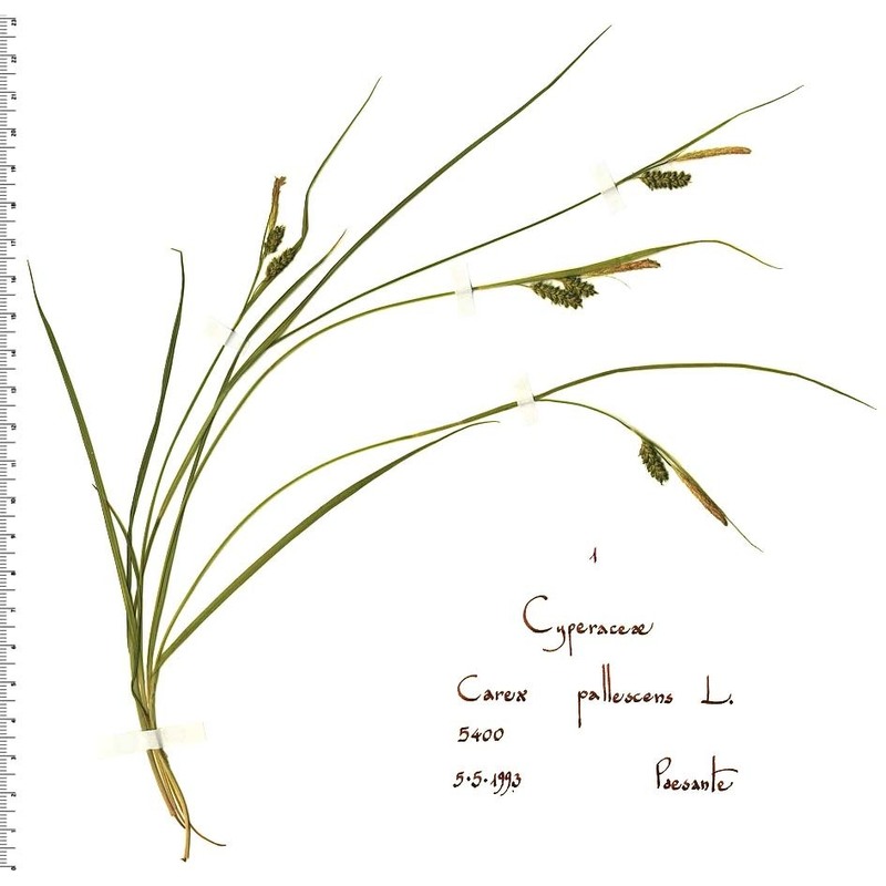 carex pallescens l.