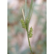 carex pallescens l.