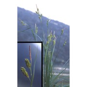 carex pallescens l.