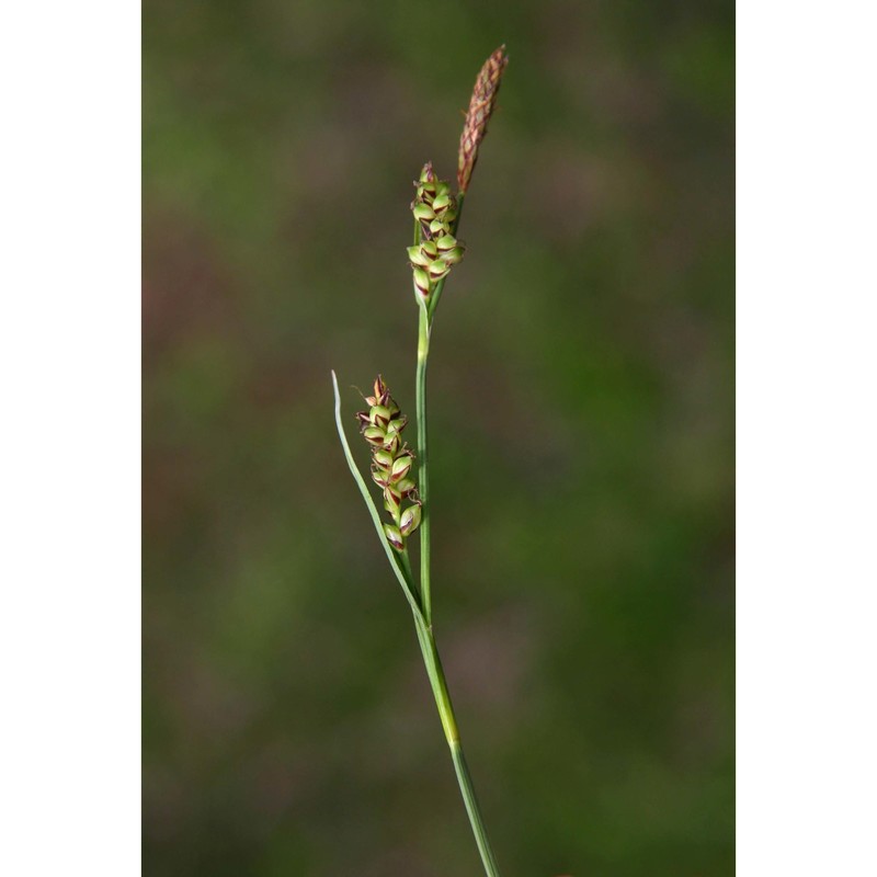 carex panicea l.