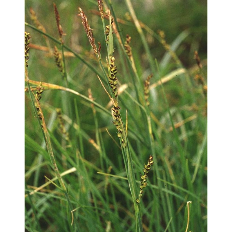 carex panicea l.