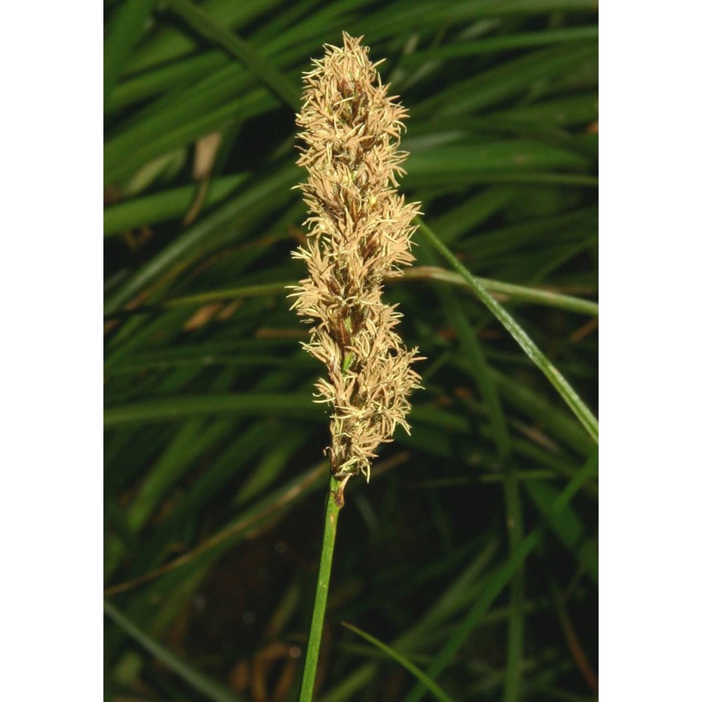 carex paniculata l.