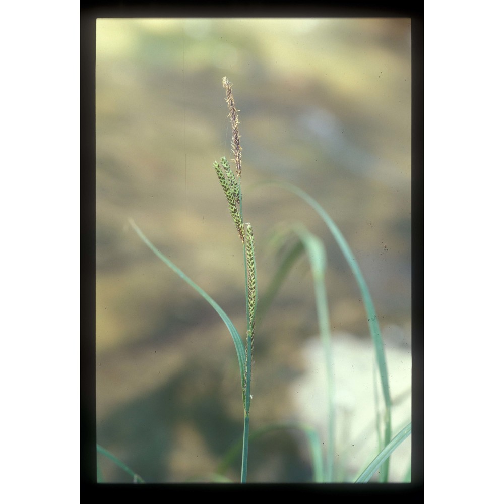 carex panormitana guss.