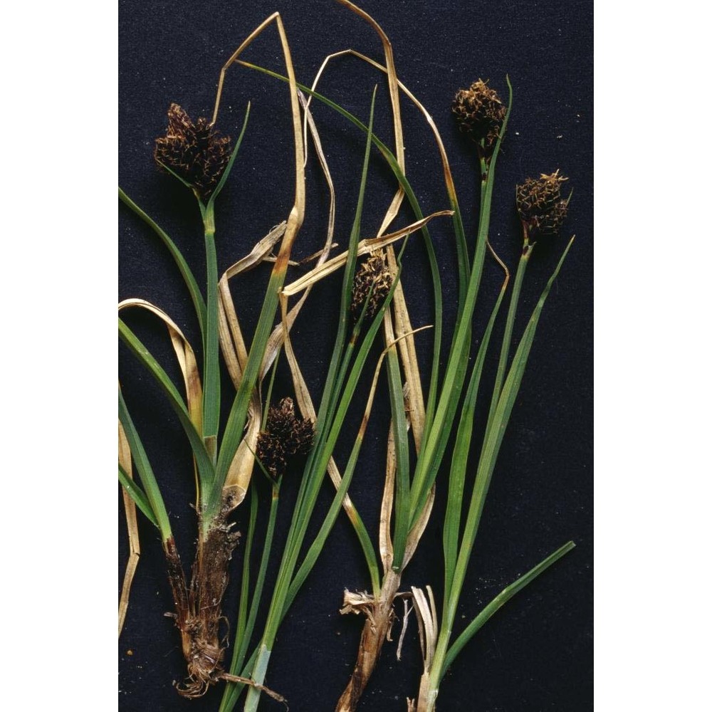 carex parviflora host