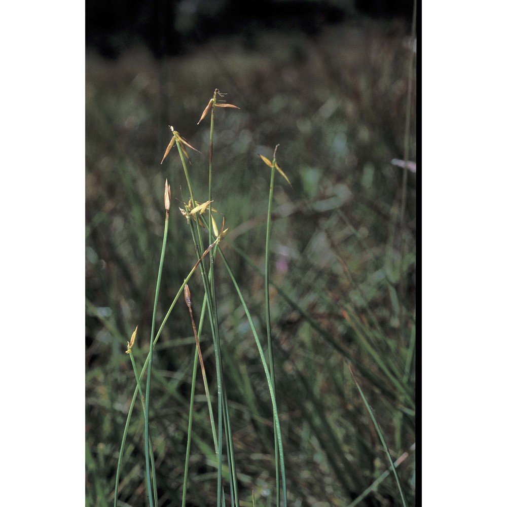 carex pauciflora lightf.