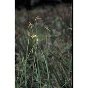 carex pauciflora lightf.