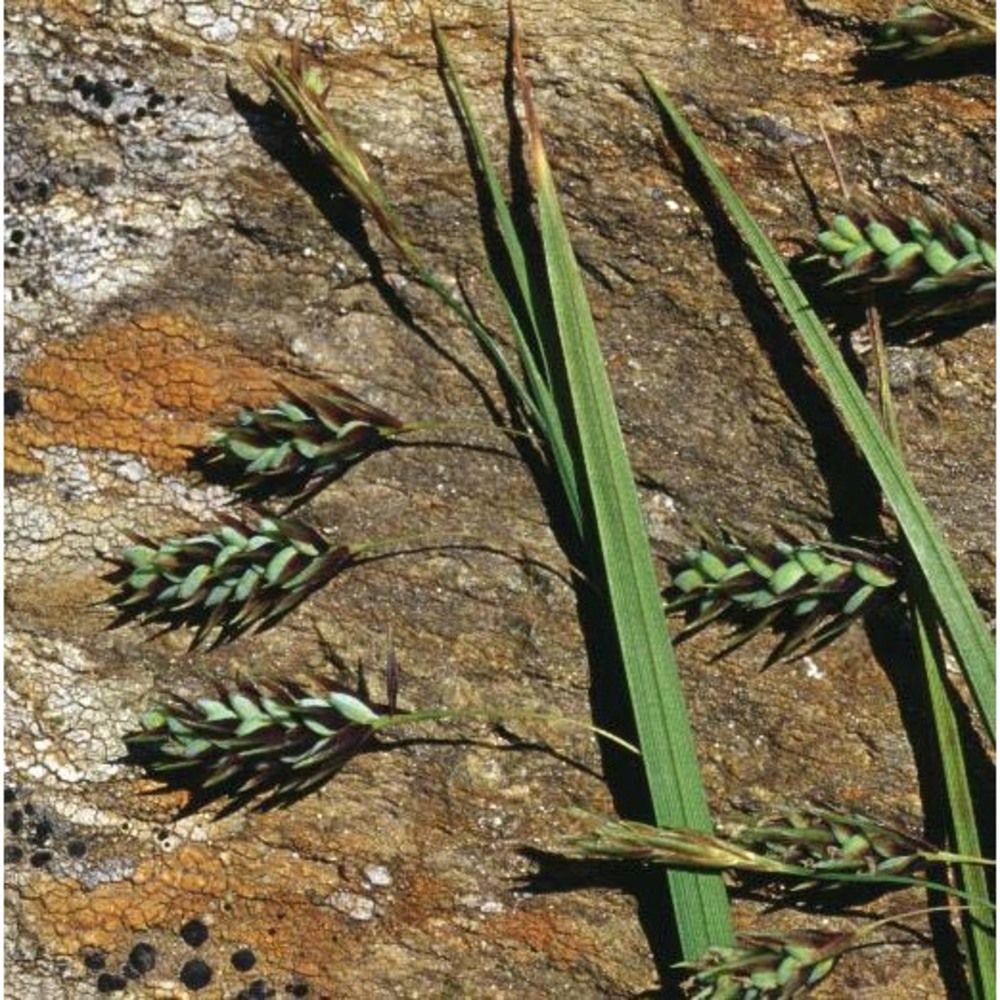 carex paupercula subsp. irrigua (wahlenb.) Á. löve et d. löve