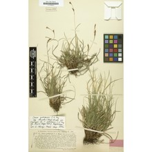 carex pediformis c. a. mey.