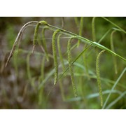 carex pendula huds.