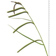 carex pendula huds.