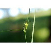 carex phyllostachys c. a. mey.