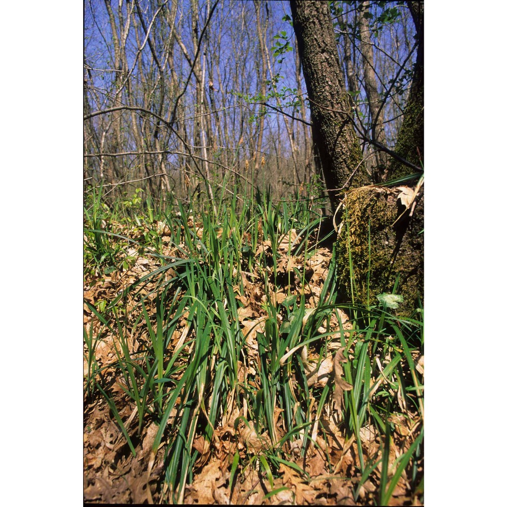 carex pilosa scop.