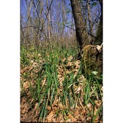 carex pilosa scop.