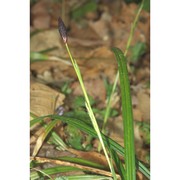 carex pilosa scop.