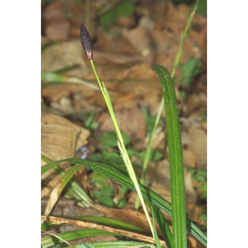 carex pilosa scop.