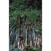 carex pilosa scop.