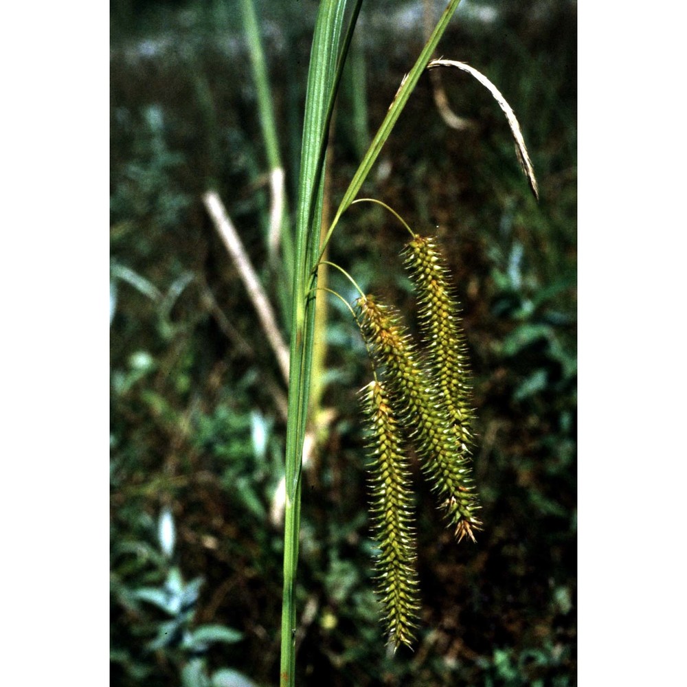 carex pseudocyperus l.