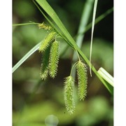 carex pseudocyperus l.