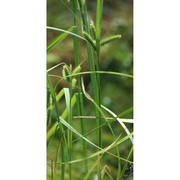 carex pseudocyperus l.