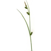 carex punctata gaudin