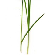 carex punctata gaudin