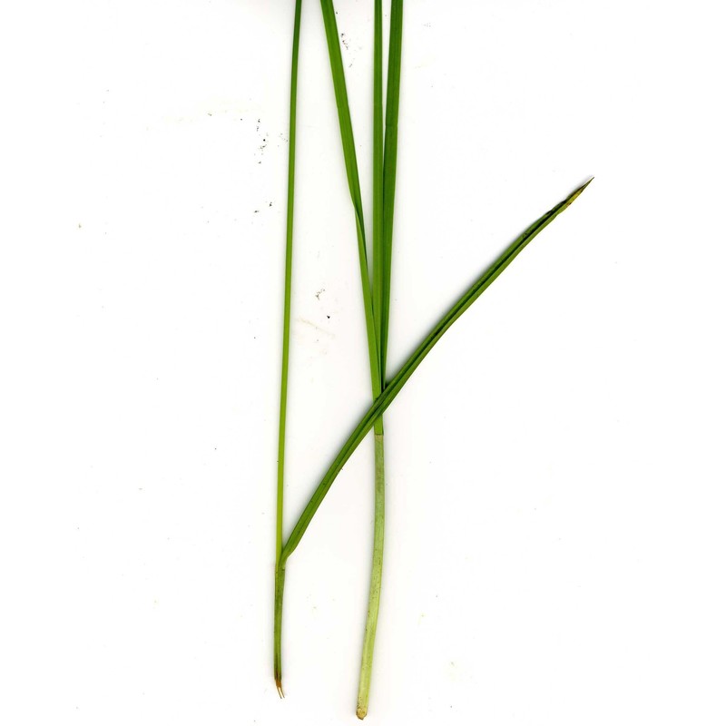 carex punctata gaudin