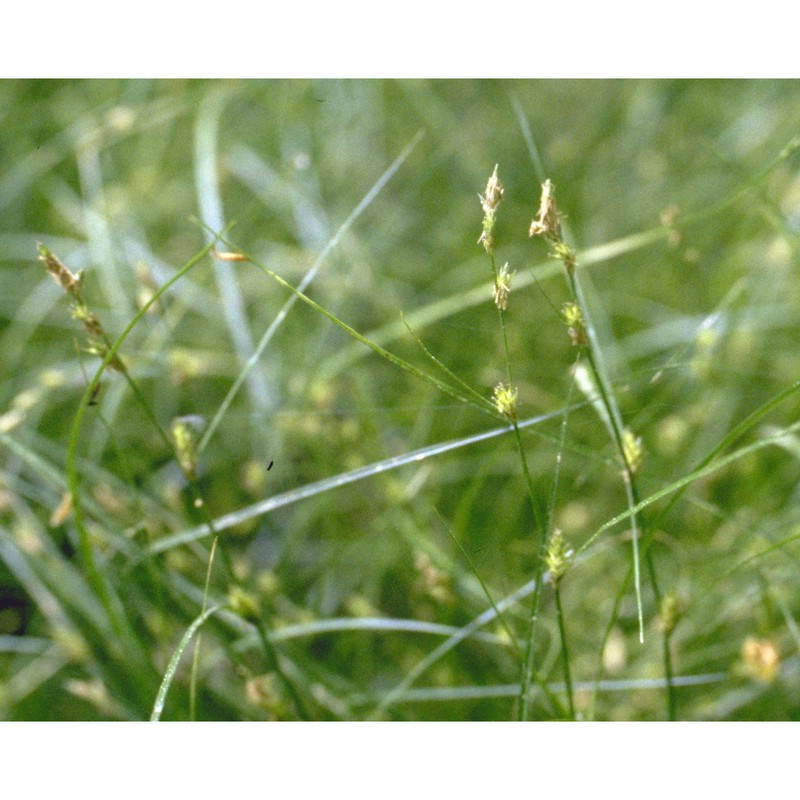 carex remota l.