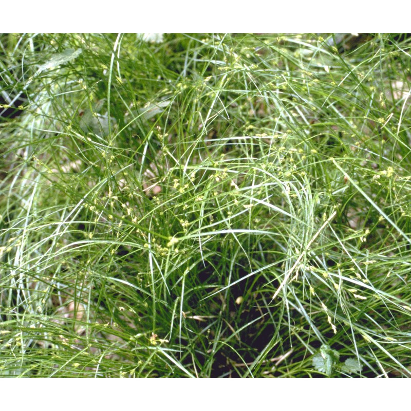 carex remota l.