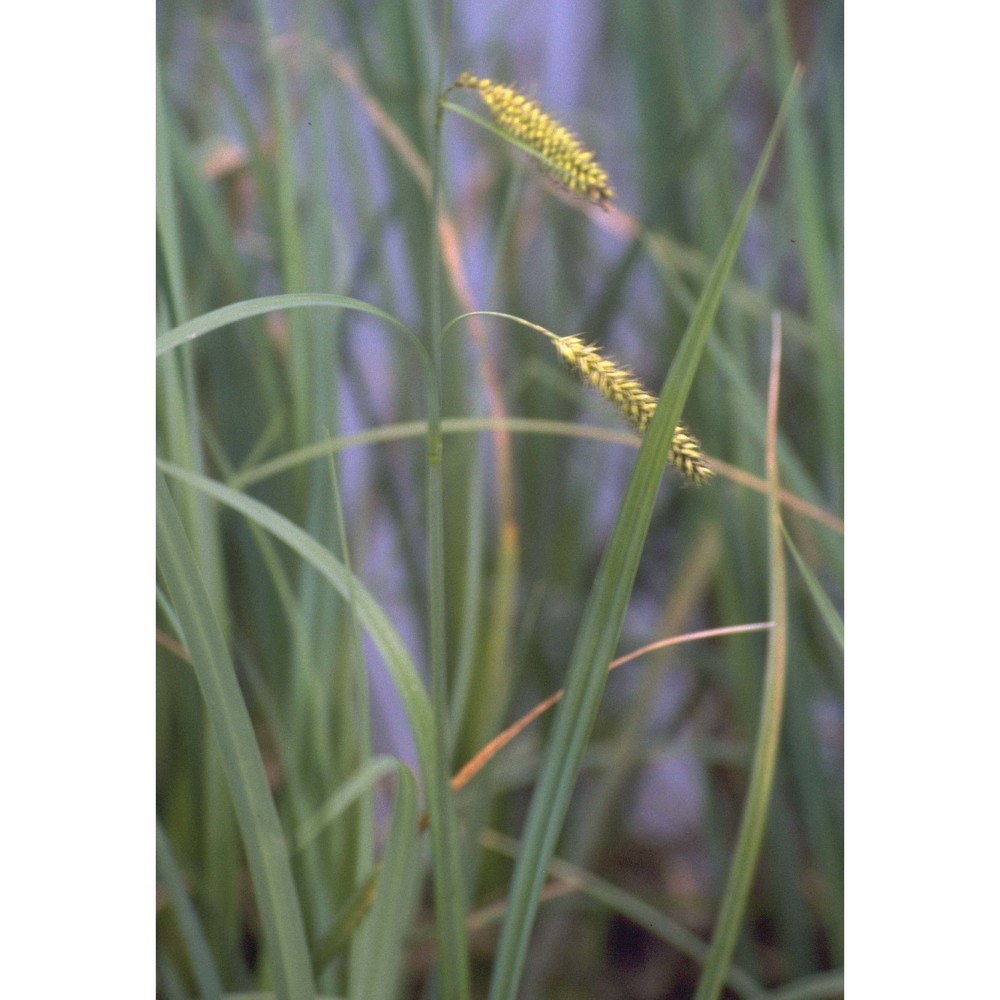 carex riparia curtis