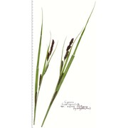 carex riparia curtis