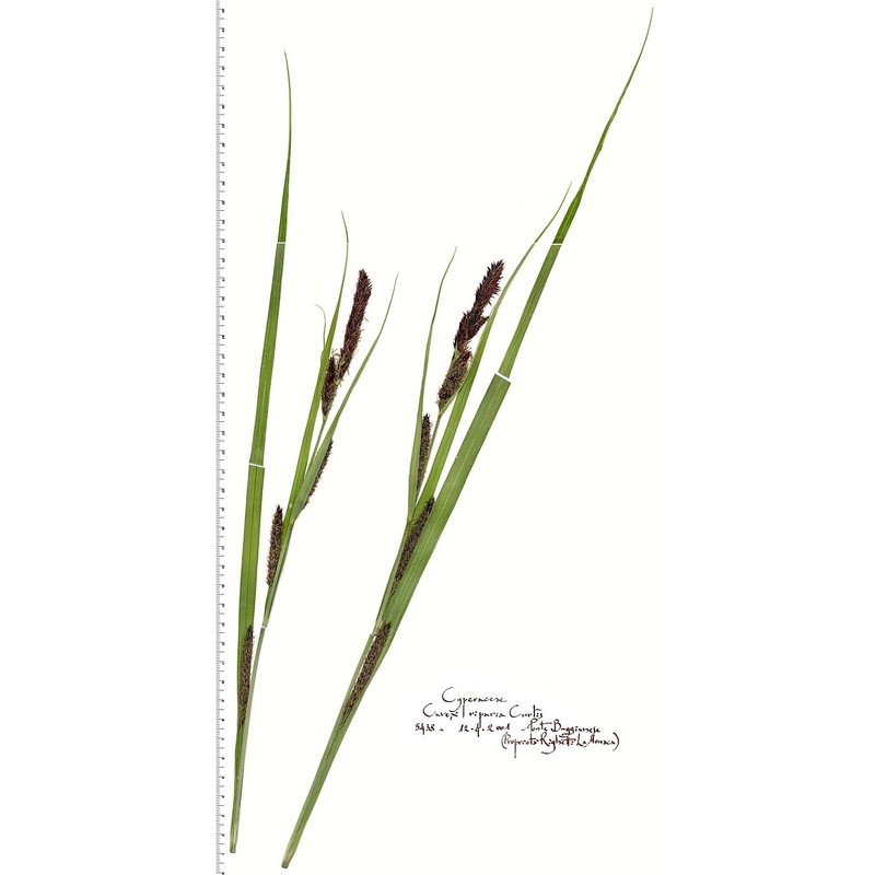 carex riparia curtis