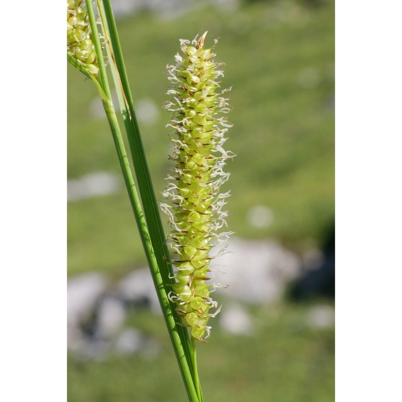 carex rostrata stokes