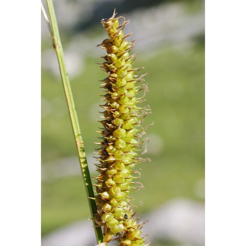 carex rostrata stokes