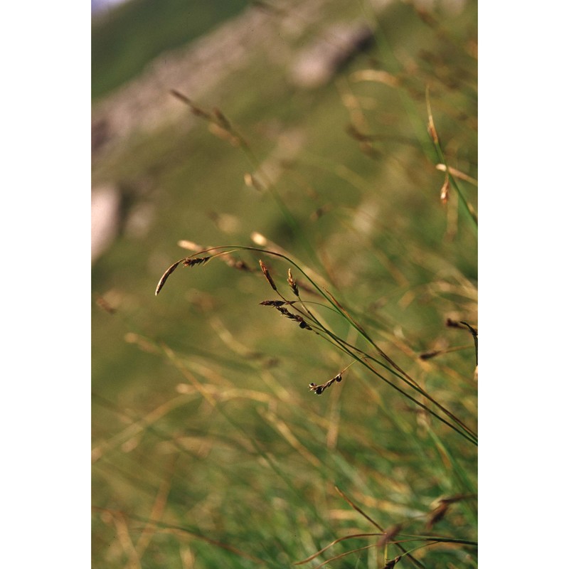 carex sempervirens vill.