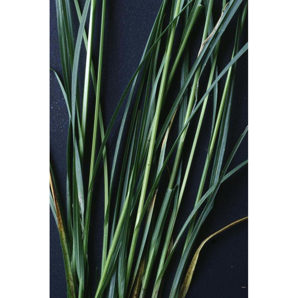 carex spicata huds.