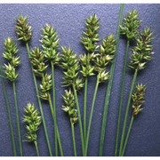 carex spicata huds.