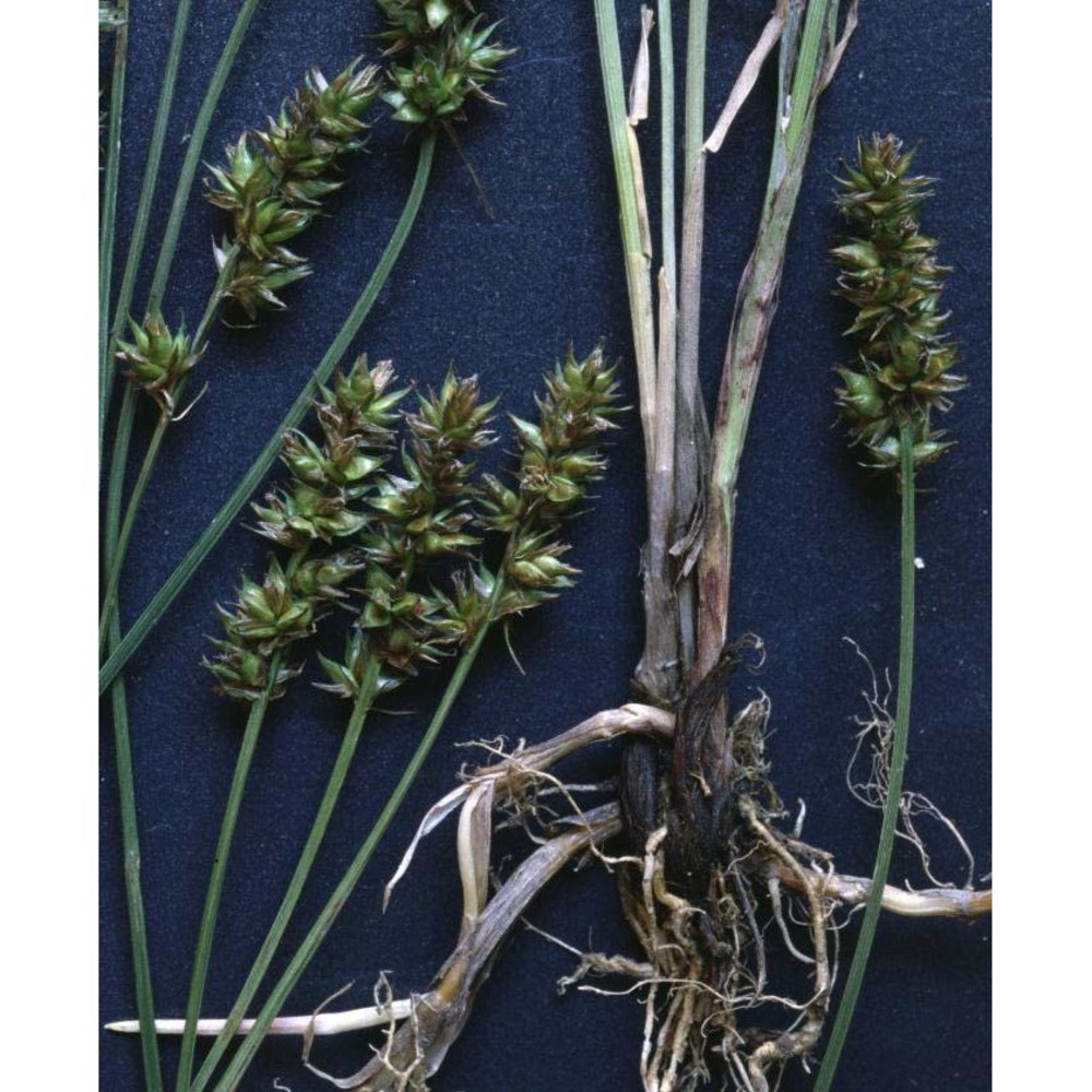 carex spicata huds.