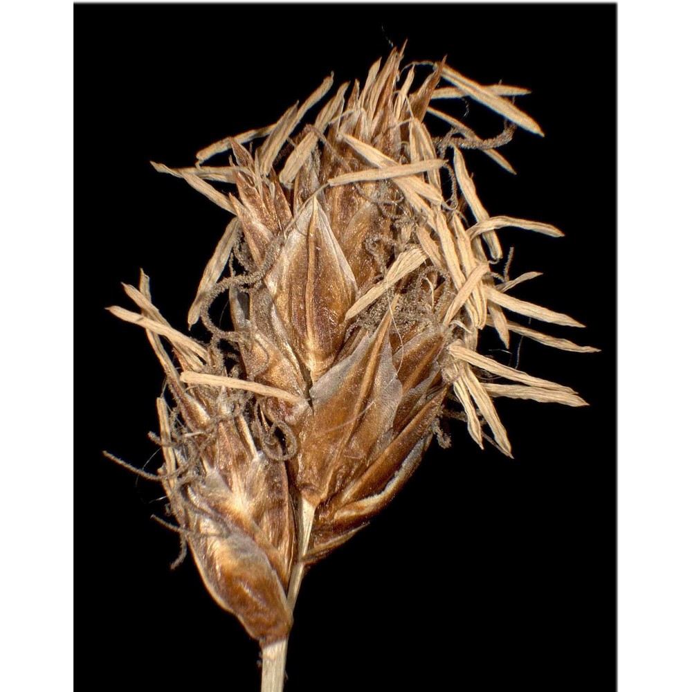 carex stenophylla wahlenb.