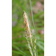 carex sylvatica huds.