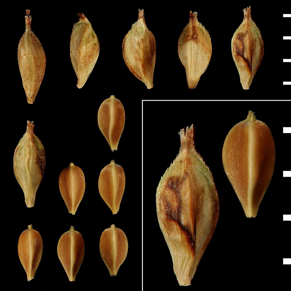 carex tendae (w. dietr.) pawł.